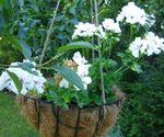 Photo Geranium, white herbaceous plant
