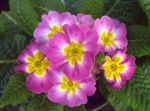 Photo Primula, Auricula, pink herbaceous plant