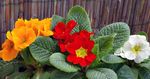 Photo Primula, Auricula, orange herbaceous plant