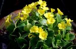 Photo Primula, Auricula, yellow herbaceous plant