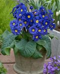 Photo Primula, Auricula, dark blue herbaceous plant