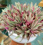 Photo Rhoeo Tradescantia, claret herbaceous plant