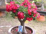 Photo Desert Rose, red tree