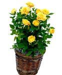 Photo Rose, yellow shrub
