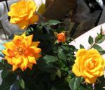 Photo Rose, orange shrub