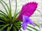 Photo Tillandsia, lilac herbaceous plant