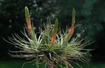 Photo Tillandsia, red herbaceous plant