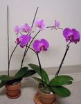 Photo Phalaenopsis, lilac herbaceous plant