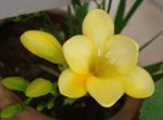 Photo Freesia, yellow herbaceous plant