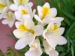 Photo Freesia, white herbaceous plant