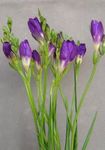 Photo Freesia, purple herbaceous plant