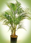 Photo Curly Palm, Kentia Palm, Paradise Palm, green tree