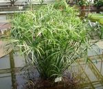 Photo Umbrella Plant, light green 