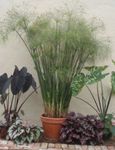Photo Umbrella Plant, light green 
