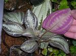 Bertolonia, Jewel Plant