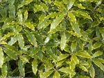 Photo Japanese Laurel, Pittosporum tobira, light green shrub