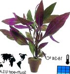 Photo Alternanthera, purple shrub