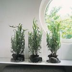 foto Centopede Plant, Lint Bush, groen struik