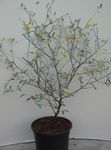 Photo Corokia, silvery tree