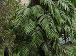Photo Shingle Plant, green liana