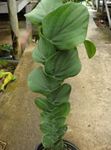 Photo Shingle Plant, green liana
