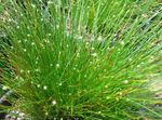 Photo Fiber-optic grass, green 