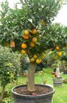 kuva Makea Appelsiini, vihreä puut