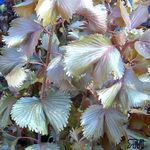 Photo Fire Dragon Acalypha, Hoja de Cobre, Copper Leaf, claret shrub