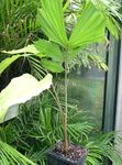 Photo Fishtail Palm, green tree