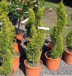 Fil Cypress, ljus-grön träd