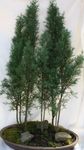 Fil Cypress, grön träd