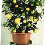 Photo Lemon, dark green tree