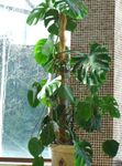kuva Split Lehtiä Philodendron, tumman-vihreä liaani