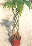Photo Guiana chestnut, Water Chestnut, green tree
