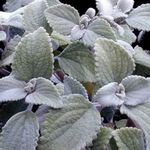 Photo Swedish Ivy, silvery shrub