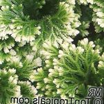 foto Selaginella, variegado 