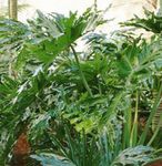 Photo Philodendron, green 