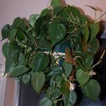 kuva Philodendron Liana, vihreä liaani