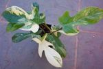 foto Philodendron Liana, variegado cipó