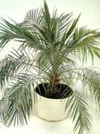 Photo Date Palm, green tree