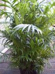 Photo Bamboo palm, green shrub
