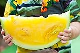 Gelb Wassermelone JANOSIK Samen - Wassermelone Foto, bester Preis 6,38 € neu 2024