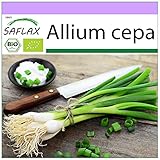 SAFLAX - Ecológico - Cebolla de primavera - Cebolla de Lisboa blanca - 150 semillas - Allium cepa Foto, mejor precio 3,95 € nuevo 2024