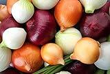 Multicolor Onion Seed Mx for Planting About 200 Seeds Photo, best price $7.55 new 2024