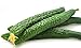 Photo Cucumber Seeds for Planting Vegetables and Fruits-Asian Suyo Long Cucumber Plant Seeds,Burpless Non GMO Garden Seeds Vegetable Seeds,Oriental Chinese Cucumber Seeds-11ct Veggie Seeds China Long Hybrid