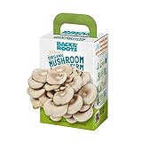 Back to the Roots Organic Mini Mushroom Grow Kit, Harvest Gourmet Oyster Mushrooms In 10 days, Top Gardening Gift, Holiday Gift, & Unique Gift Photo, best price $12.94 new 2024