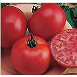 Burpee Big Boy Tomato Seeds (20+ Seeds) | Non GMO | Vegetable Fruit Herb Flower Seeds for Planting | Home Garden Greenhouse Pack Photo, best price $4.69 ($0.23 / Count) new 2024