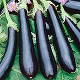 Seeds Eggplant Aubergine Long Pop Black Vegetable Heirloom for Planting Non GMO Photo, best price $8.99 new 2024