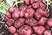 Photo Simply Seed - 5 LB - Red Pontiac Potato Seed - Non GMO - Naturally Grown - Order Now for Spring Planting