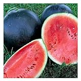 25 Black Diamond Watermelon Seeds | Non-GMO | Heirloom | Instant Latch Garden Seeds Photo, best price $6.95 new 2024